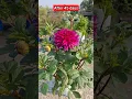 Download Lagu how to grow dahlia flower #shorts #dahliaflower #flower