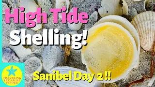 High Tide Shelling with my awesome scooper Day 2 shelling on Sanibel