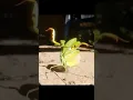 Praying Mantis Kung Fu Moves
