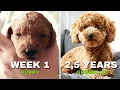 Miniature Poodle Apricot growing Up - One Week to 2 5 Years