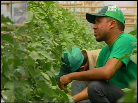 Ecuador Agropecuario 21-11-2017