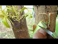 Download Lagu Tricks for grafting mango tree multiple very unique