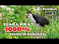 Download Lagu SUARA BURUNG RUAK-RUAK AMPUH✓ SEKALI BUNYI LANGSUNG DATANG✓ ANTI ZONK 