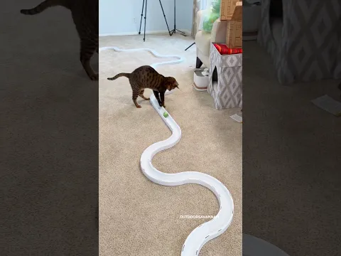 Building the Longest Ever Ball Track for Raja ⚽ #cat