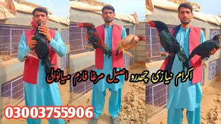 mianwali chidru aseel mushkay murghy ikram nizai aseel murgha farm vlogs 8 02 25 date