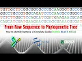 Raw Sequence to Phylogenetic Tree MEGA Tutorial for Bacteria Identification BioEdit BLAST MEGA