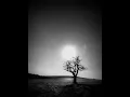 Ludovico Einaudi - The Tree