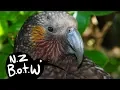 Download Lagu Kaka - New Zealand Bird of the Week