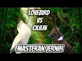 Lagu LOVEBIRD MIX CILILIN JERNIH