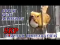 Download Lagu SKP Sikatan krongkongan putih,cocok buat masteran