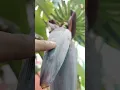 Spadix inflorescence,Recemose inflorescence,banana flower #shorts2023 #shortsviral,class 11