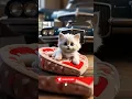 Download Lagu CHUA CHUA CHUPE 🐱😵🐱😍 #cat #shorts #animation