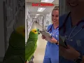 Lagu Coco needs oxygen #funny #parrot