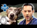 Race Against Time For Animal Emergencies Bondi Vet Compilation Bondi Vet