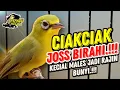 Download Lagu Kecial Kuning CIAK CIAK JOSS BIRAHI‼️Bikin Kecial Males Jadi Raji BUNYI‼️| PEPADU KECIAL