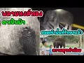 Download Lagu หมอเข้าพื้นที่รักษา พลายหงส์ทองกับครอบครัวแล้ว / พาสยคำน้อยกับความสุขของเค้า