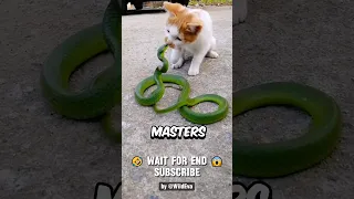 This Is Why Snakes Lose To Cats Every Fight UNTIL 