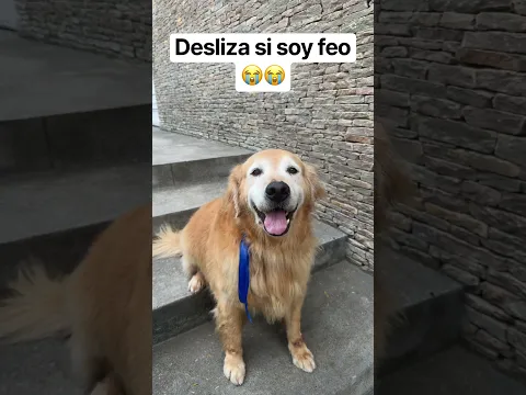 Desliza si soy feo ๐๐ฆฎ