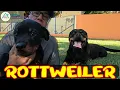 Download Lagu ROTTWEILER: A Verdade Sobre Essa Raça Poderosa | Entrevista com o Criador do Canil Von Olivio