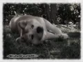 Download Lagu ~♥Hachiko: A Dog's Story♥~ || Bittersweet