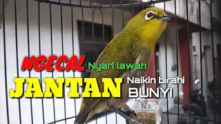 suara ngecal pleci monty jantan mencari lawan bikin birahi pleci lain ikut bunyi 