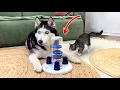 Download Lagu Kucing Mungil Ini Memecahkan Apa yang Tidak Bisa Dipecahkan Husky! IQ Anjing vs Kucing