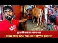 Download Lagu বুফে মিজান রান্নার জন্য আস্ত গরু কেনা সম্পন্ন করলেন।buffe Mizan। shakol khabor 