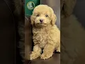Download Lagu Leer meer over de Toypoedelpuppy