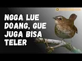 Download Lagu Masteran Kicau Suara Burung Jongkangan Coklat Gacor Teler