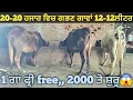 Lagu ਸਸਤੇ ਭਾਅ ਗਭਣ ਗਾਵਾਂ ਵੀਕਾਓ। cows for sale/vadiya farm/27-11-25
