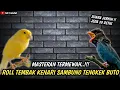 Download Lagu MASTERAN MEWAH..!!!TEMBAKAN ROLL TEMBAK KENARI SAMBUNG TENGKEK BUTO