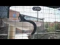 Omlet Cat Balcony Enclosures