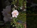 Download Lagu 🌹MY BEAUTIFUL FLOWER BLOOMED ON 04 OCTOBER 2025🌹 #rose #gardening #garden #flowers #plants #vlog