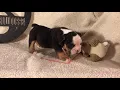 PuppyFinder com Loving my life