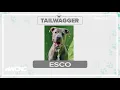Tuesday Tailwagger Meet Esco