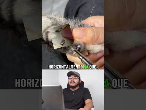 El método definitivo para cortar las uñas a los gatos de forma segura