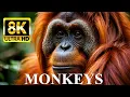 Lagu MONKEYS \u0026 APES 8K Ultra HD – Names, Locations And Real Sounds