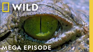 Inside the Deadly World of Crocodiles | MEGA Episode Special | Nat Geo Animals