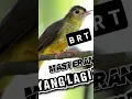 Download Lagu Brinji Rambut Tunggir #cucakijo #muraibatu #kacer #kicaumanianusantara #burungkicau  #fypyoutube
