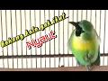 Lagu CUCAK RANTING GACOR FULL ISIAN || PANCINGAN CUCAK RANTING BAHAN DAN OMBYOKAN