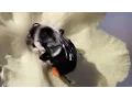 The Effects of Fungicides on Bumble Bee Colonies HHMI BioInteractive