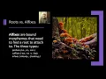 Morphology Introduction