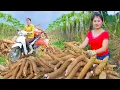 Download Lagu Harvesting Cassava Roots – Motorbike Delivery to Market and Buying Garden Plants | Nhất Bushcraft