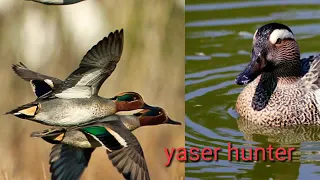 اصوات مدموجه حذاف بربش ابو زله لا تنسه لشتراك 