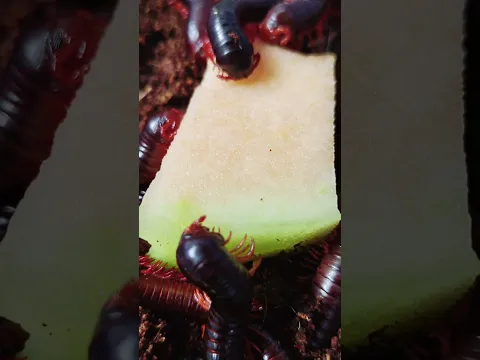 Hungry Millipedes Part 3 #snailhunter #millipede #shortvideo