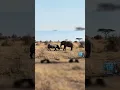 Download Lagu Rhino Rams Giant Elephant in Rare Savanna Clash | Shocking Raw Footage