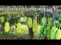 Rahasia Menanam Cempedak King Dari Biji Cepat Berbuah dan Pendek