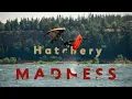 Download Lagu Epic Light Wind Wing Session at The Hatchery | Wylan Kaochari Sends It!