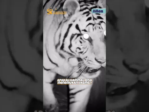 SEHEBAT INI PENGLIHATAN HARIMAU SAAT GELAP GULITA!