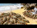 Download Lagu 海边退大潮！牛牛沙滩礁石区来回窜，大鱼大龙虾捡到手软，太爽了【牛牛赶海海鲜】